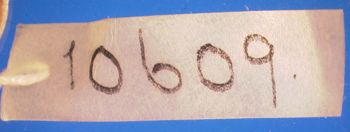 Media type: image; Herpetology A-10609